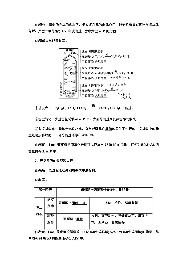 2024届人教版高考生物一轮复习细胞呼吸的原理和应用学案第2页