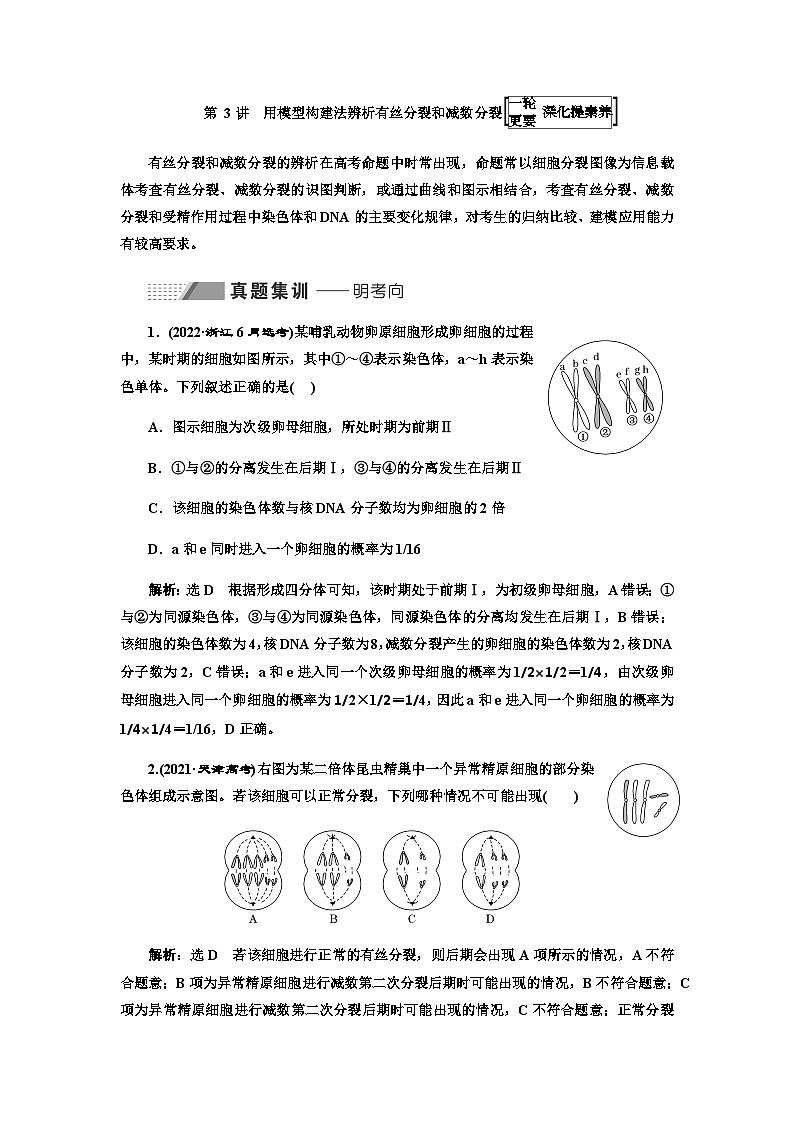 2024届人教版高考生物一轮复习用模型构建法辨析有丝分裂和减数分裂学案第1页