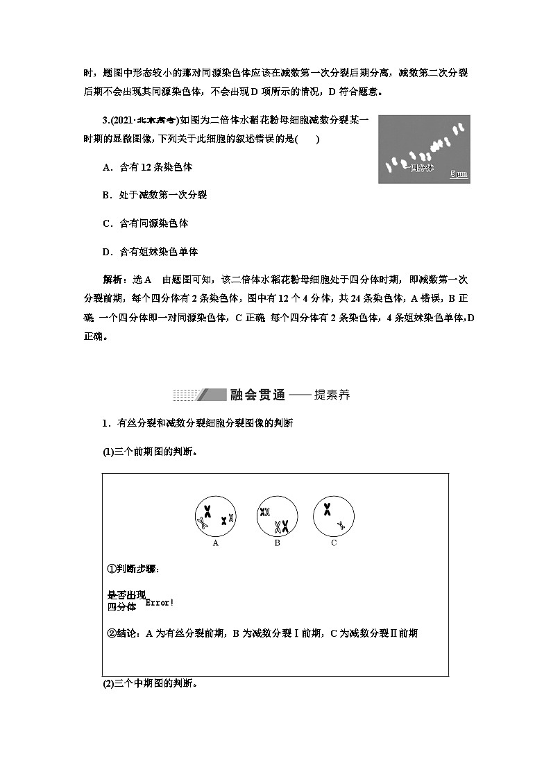 2024届人教版高考生物一轮复习用模型构建法辨析有丝分裂和减数分裂学案第2页