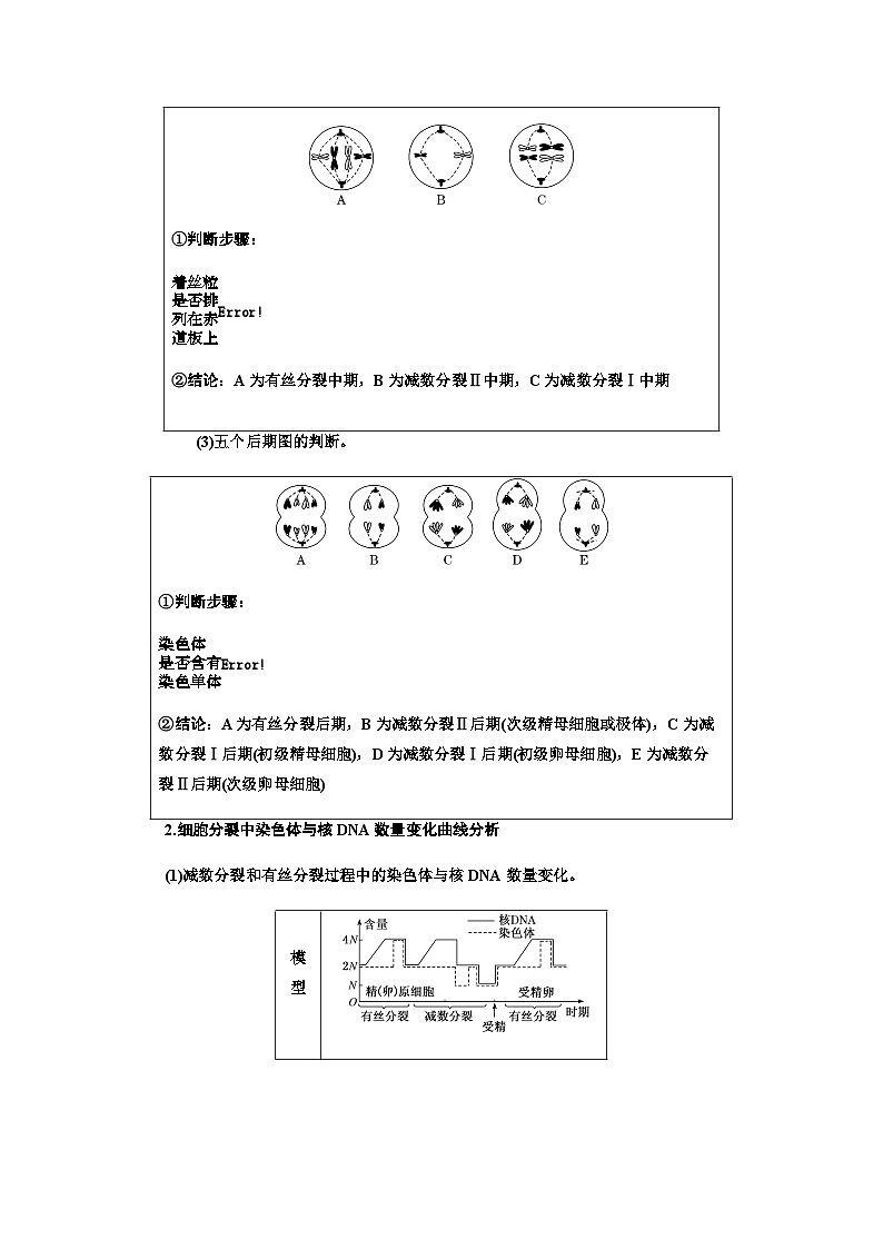 2024届人教版高考生物一轮复习用模型构建法辨析有丝分裂和减数分裂学案第3页