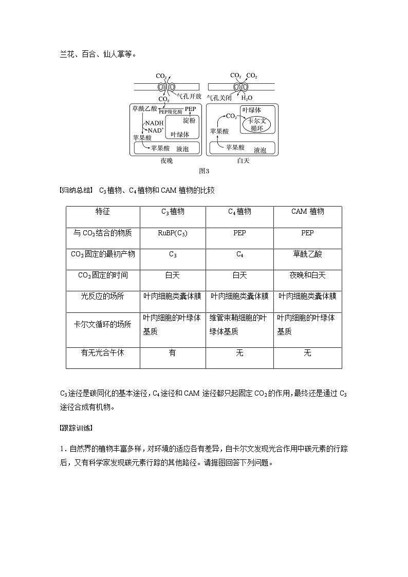 2024届苏教版高考生物一轮复习解惑练1C3植物、C4植物和CAM植物学案第2页
