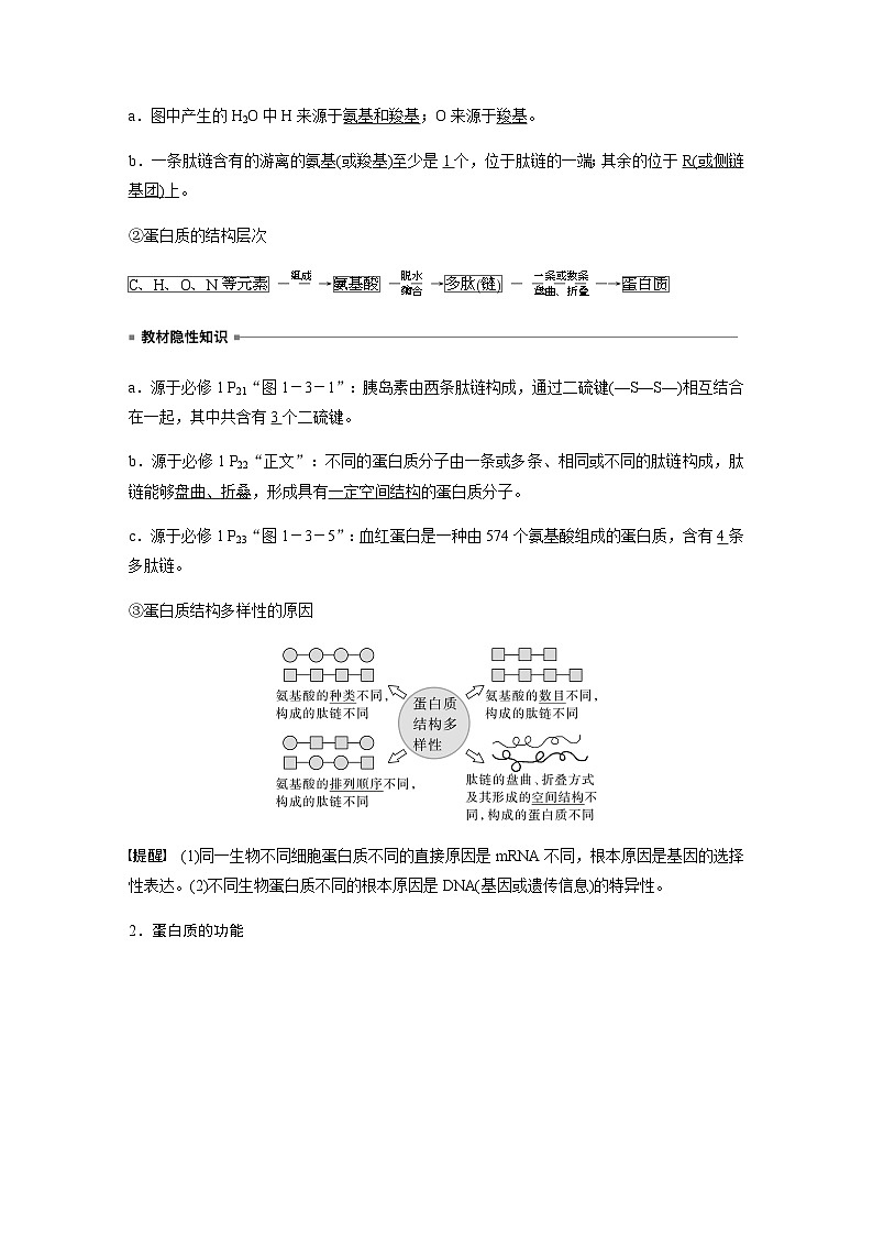 2024届苏教版高考生物一轮复习蛋白质是生命活动的主要承担者学案02