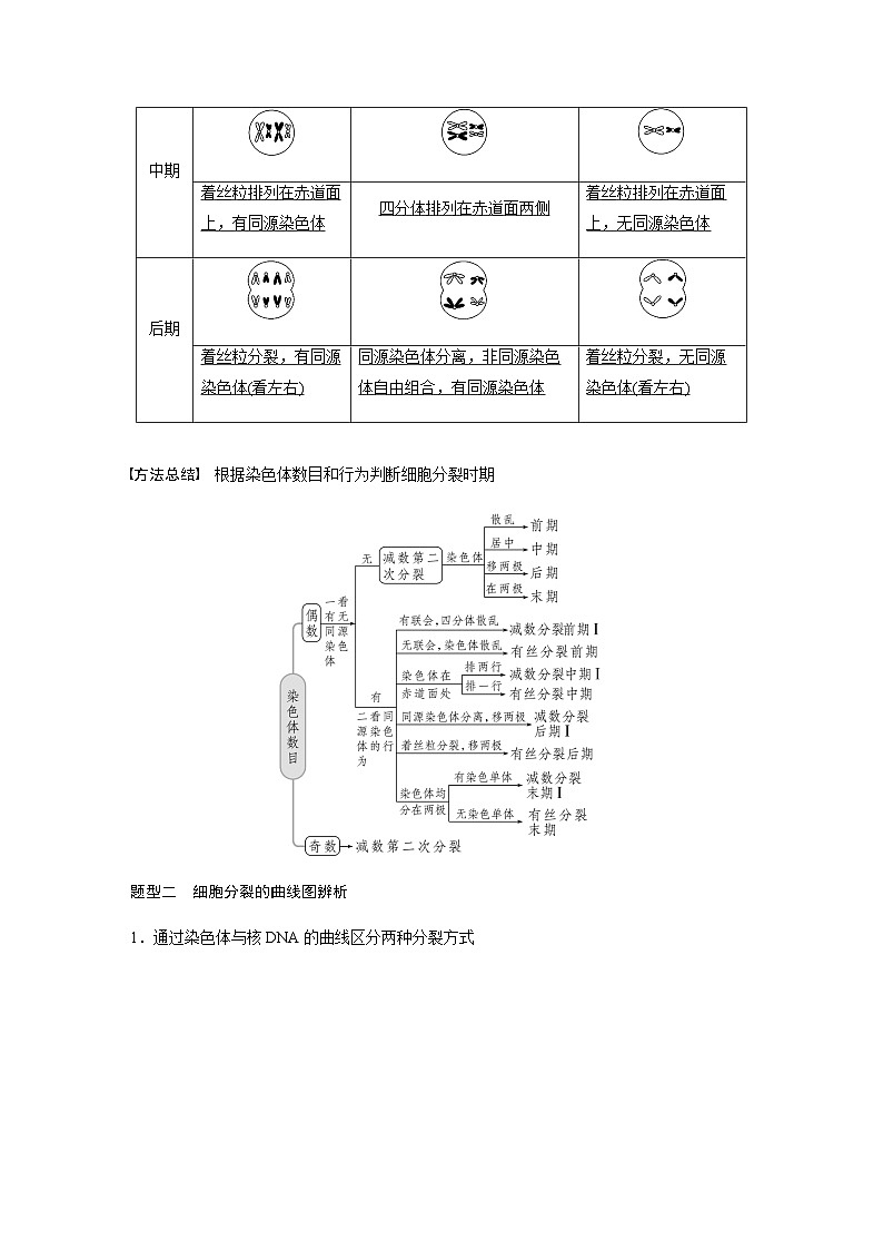 2024届苏教版高考生物一轮复习减数分裂与有丝分裂的比较以及观察植物细胞的减数分裂学案02
