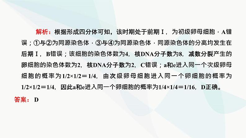 人教版2024届高考生物一轮复习用模型构建法辨析有丝分裂和减数分裂课件03