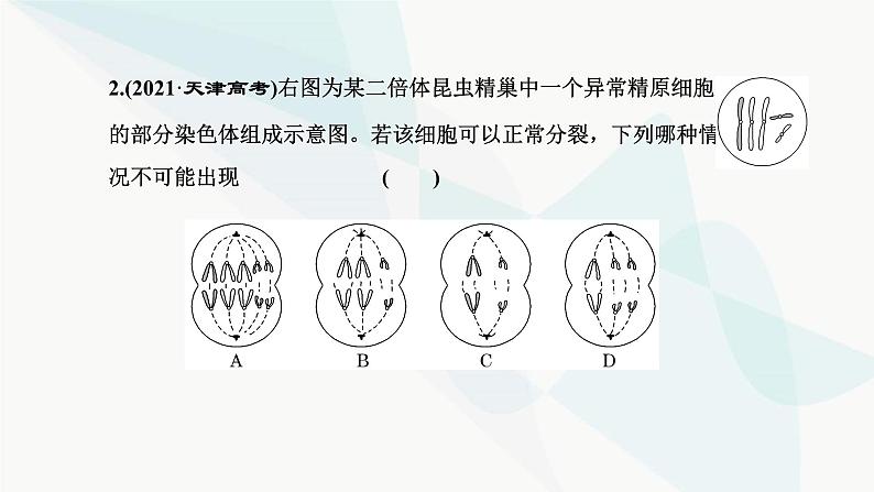 人教版2024届高考生物一轮复习用模型构建法辨析有丝分裂和减数分裂课件04