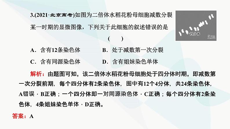 人教版2024届高考生物一轮复习用模型构建法辨析有丝分裂和减数分裂课件06