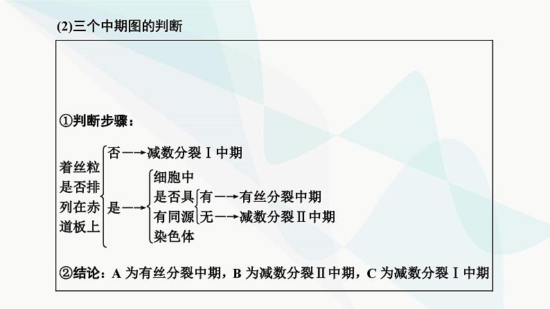 人教版2024届高考生物一轮复习用模型构建法辨析有丝分裂和减数分裂课件08