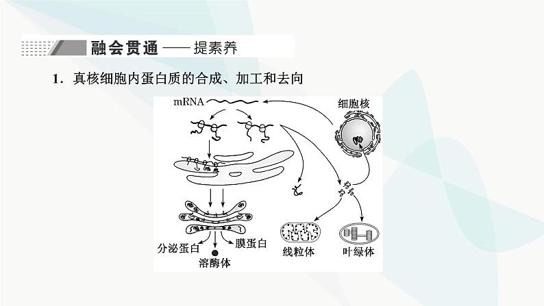 人教版2024届高考生物一轮复习细胞结构之间的分工与合作课件第6页