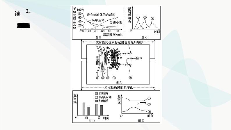 人教版2024届高考生物一轮复习细胞结构之间的分工与合作课件第8页