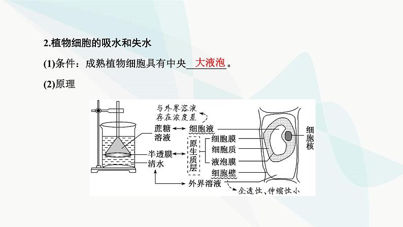 人教版2024届高考生物一轮复习细胞的物质输入和输出课件06