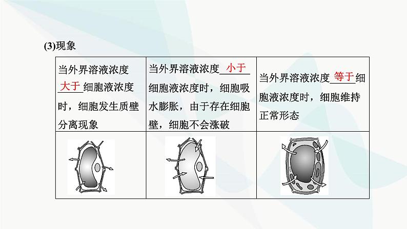 人教版2024届高考生物一轮复习细胞的物质输入和输出课件07