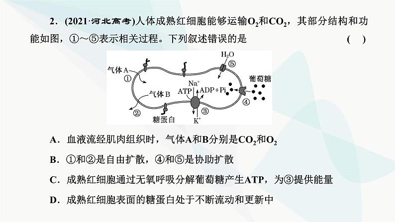 人教版2024届高考生物一轮复习从结构与功能观的角度分析生物膜的功能课件第3页