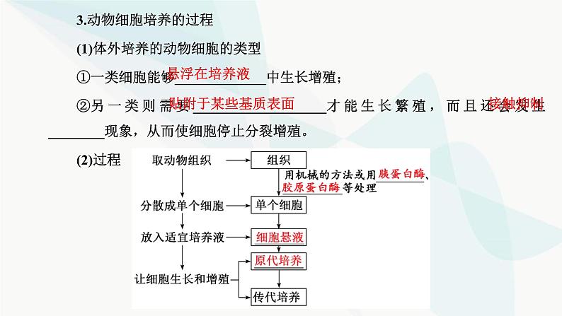 人教版2024届高考生物一轮复习动物细胞工程课件第6页