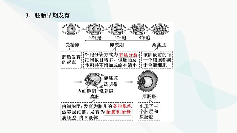 人教版2024届高考生物一轮复习胚胎工程课件第6页