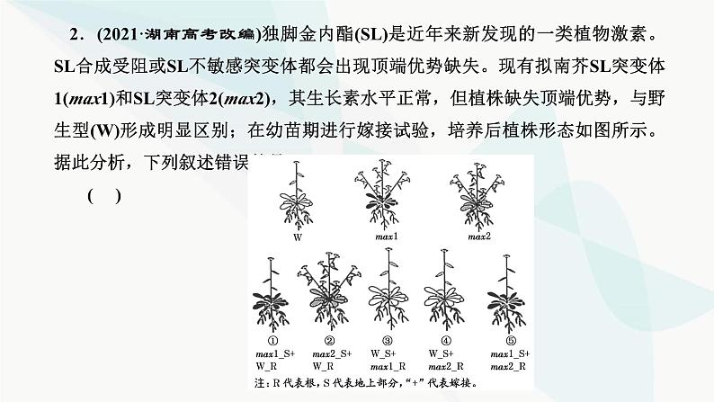 人教版2024届高考生物一轮复习重点研究“植物激素调节的相关实验探究”课件04