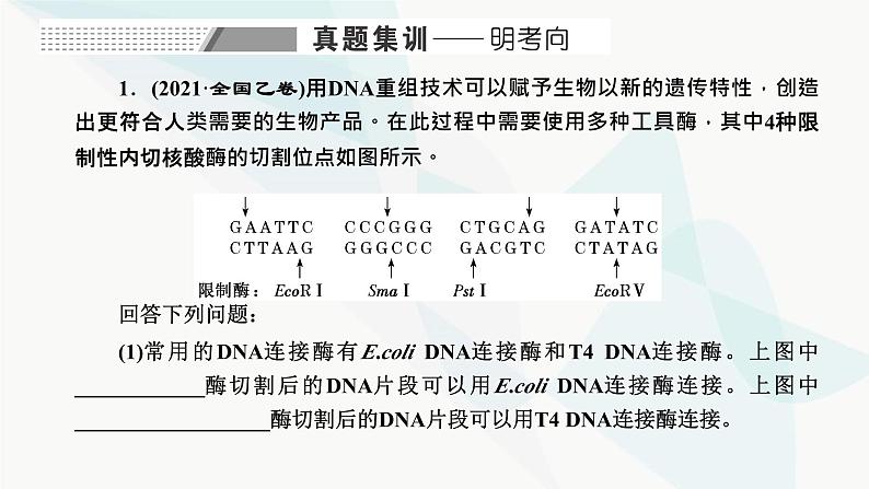 人教版2024届高考生物一轮复习重点研究“基因工程操作中限制酶的选择和PCR技术”课件第2页