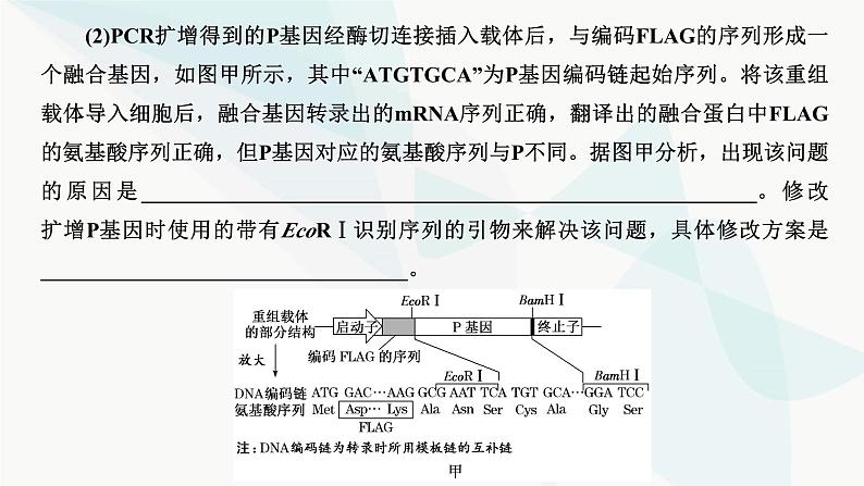 人教版2024届高考生物一轮复习重点研究“基因工程操作中限制酶的选择和PCR技术”课件第7页