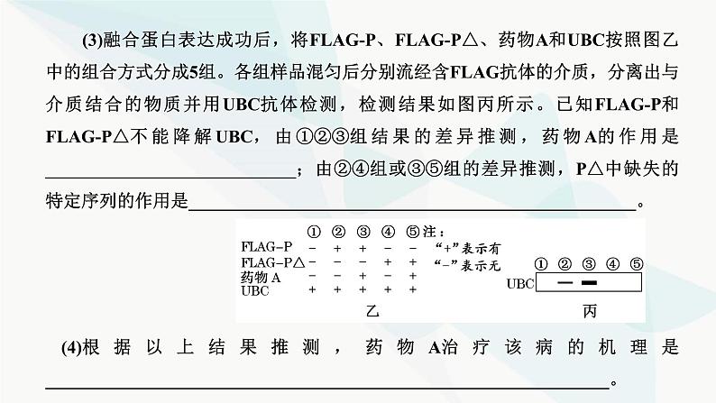 人教版2024届高考生物一轮复习重点研究“基因工程操作中限制酶的选择和PCR技术”课件第8页