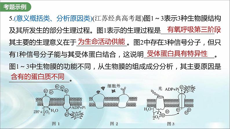 苏教版2024届高考生物一轮复习（一）与细胞有关的概念、特点和作用的描述课件第4页