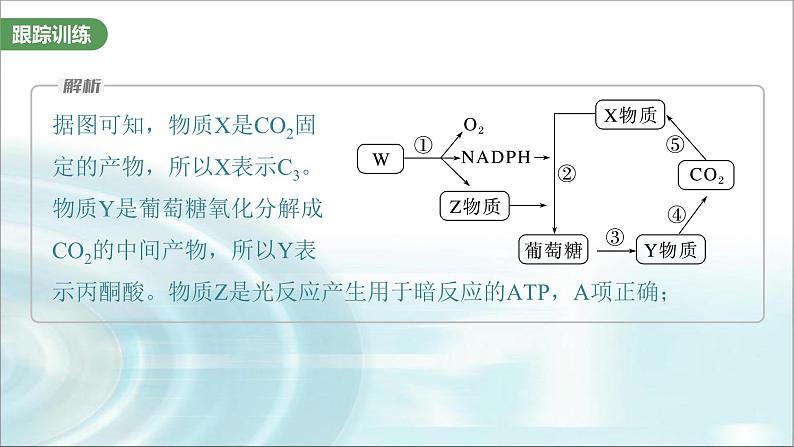 苏教版2024届高考生物一轮复习微专题二光合作用和细胞呼吸的综合分析课件第6页