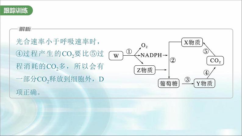 苏教版2024届高考生物一轮复习微专题二光合作用和细胞呼吸的综合分析课件第8页