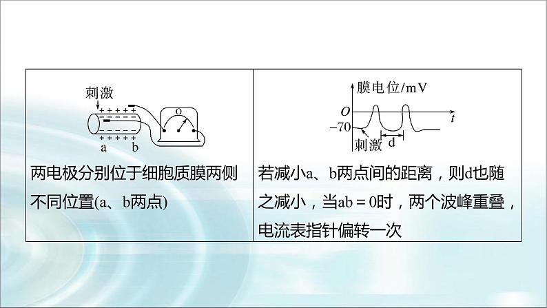 苏教版2024届高考生物一轮复习微专题七兴奋传导与传递的相关实验探究课件03