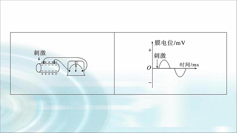 苏教版2024届高考生物一轮复习微专题七兴奋传导与传递的相关实验探究课件04