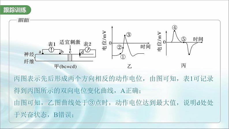 苏教版2024届高考生物一轮复习微专题七兴奋传导与传递的相关实验探究课件07