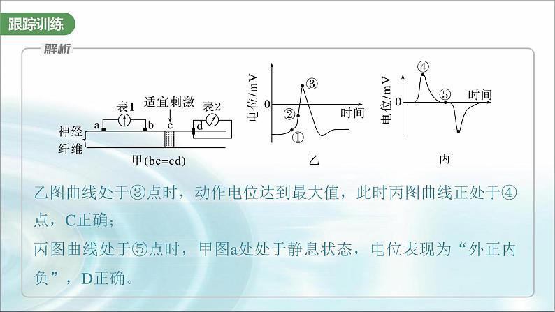 苏教版2024届高考生物一轮复习微专题七兴奋传导与传递的相关实验探究课件08