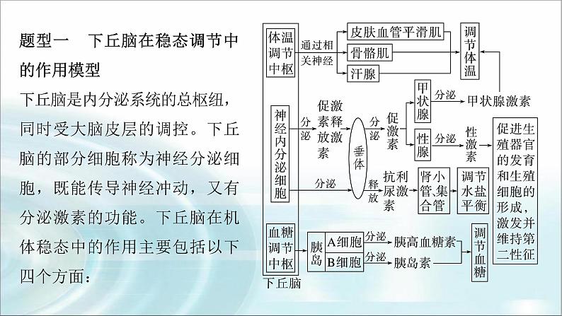 苏教版2024届高考生物一轮复习微专题八动物生命活动调节模型的构建和分析课件02