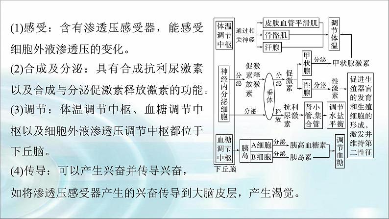 苏教版2024届高考生物一轮复习微专题八动物生命活动调节模型的构建和分析课件03