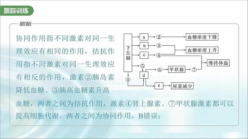 苏教版2024届高考生物一轮复习微专题八动物生命活动调节模型的构建和分析课件05