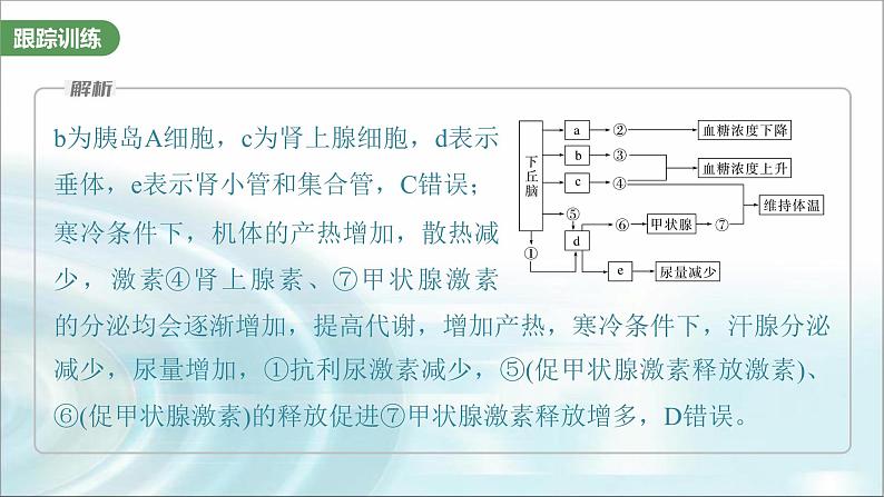 苏教版2024届高考生物一轮复习微专题八动物生命活动调节模型的构建和分析课件06