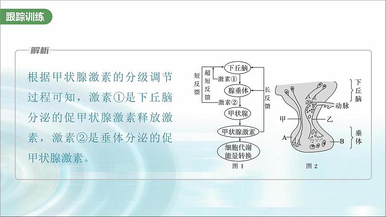 苏教版2024届高考生物一轮复习微专题八动物生命活动调节模型的构建和分析课件08