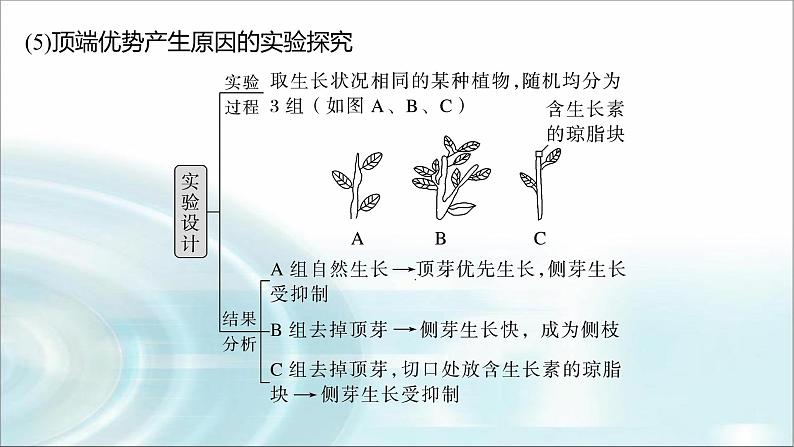 苏教版2024届高考生物一轮复习微专题九植物激素调节的相关实验探究课件06