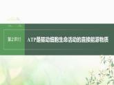 苏教版2024届高考生物一轮复习ATP是驱动细胞生命活动的直接能源物质课件