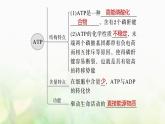 苏教版2024届高考生物一轮复习ATP是驱动细胞生命活动的直接能源物质课件