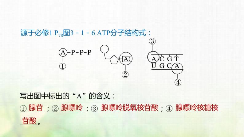 苏教版2024届高考生物一轮复习ATP是驱动细胞生命活动的直接能源物质课件06