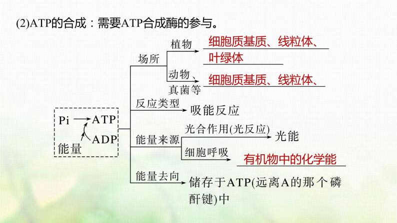 苏教版2024届高考生物一轮复习ATP是驱动细胞生命活动的直接能源物质课件08
