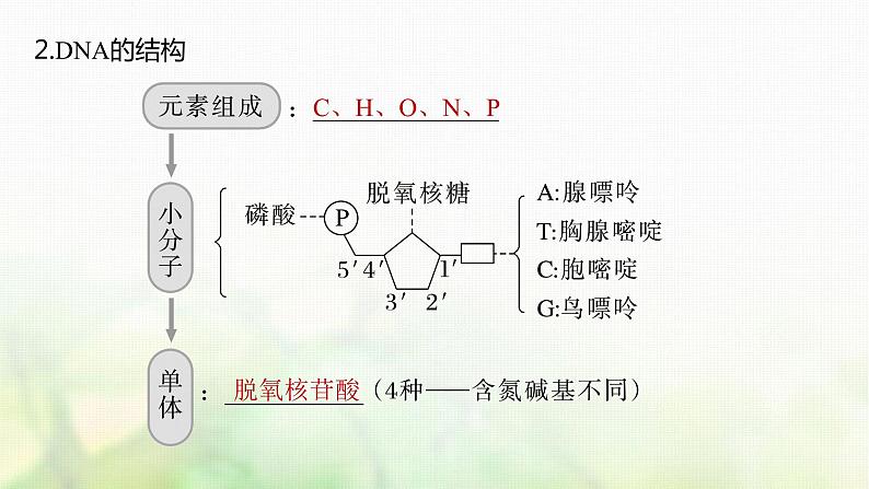 苏教版2024届高考生物一轮复习DNA分子的结构课件第4页