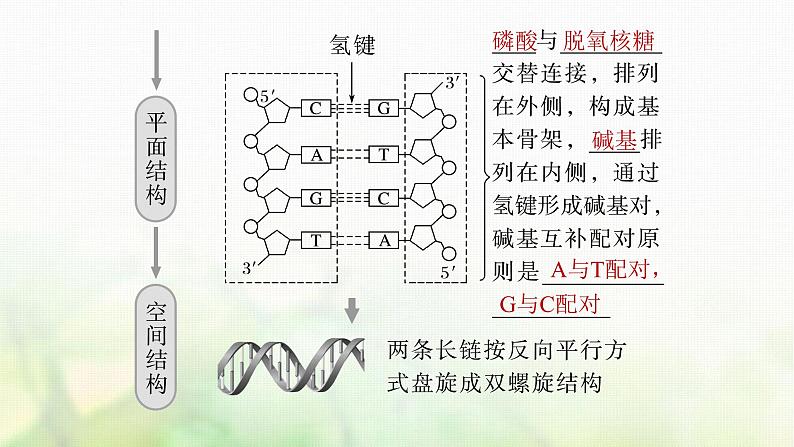 苏教版2024届高考生物一轮复习DNA分子的结构课件第5页