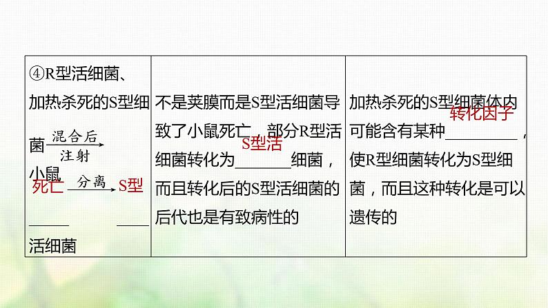 苏教版2024届高考生物一轮复习DNA是主要的遗传物质课件08