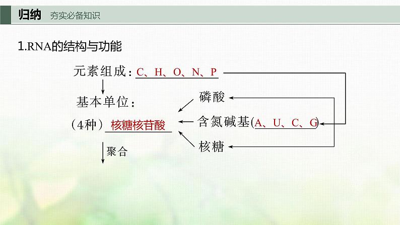 苏教版2024届高考生物一轮复习DNA通过RNA指导蛋白质合成课件03