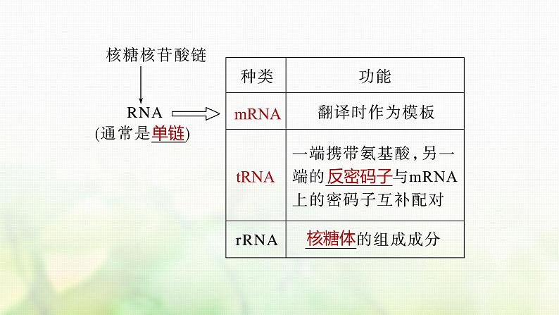 苏教版2024届高考生物一轮复习DNA通过RNA指导蛋白质合成课件04