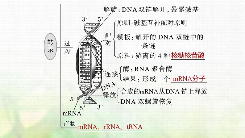 苏教版2024届高考生物一轮复习DNA通过RNA指导蛋白质合成课件06