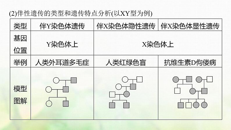 苏教版2024届高考生物一轮复习伴性遗传及人类遗传病课件第6页