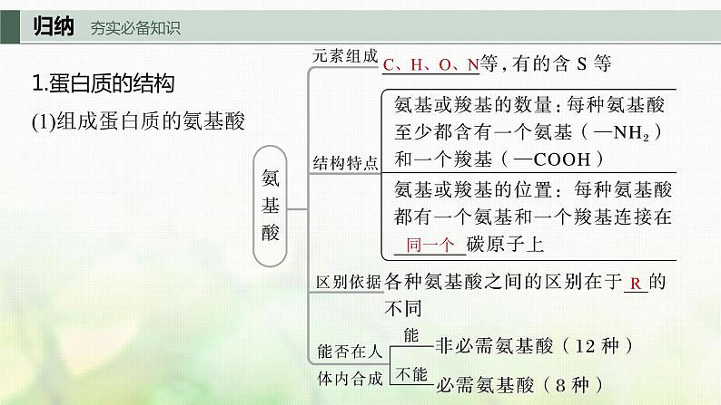 苏教版2024届高考生物一轮复习蛋白质是生命活动的主要承担者课件03