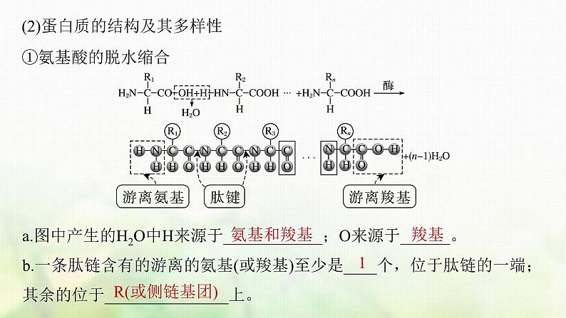 苏教版2024届高考生物一轮复习蛋白质是生命活动的主要承担者课件05