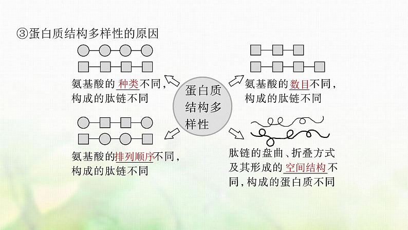 苏教版2024届高考生物一轮复习蛋白质是生命活动的主要承担者课件08