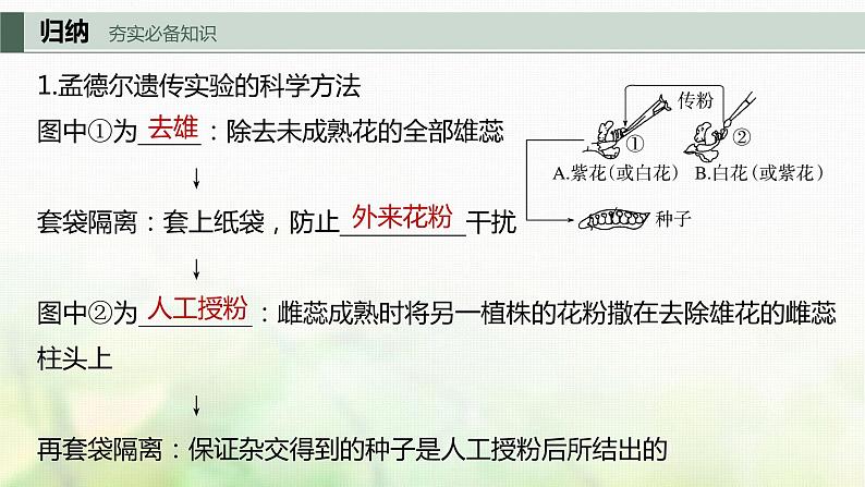 苏教版2024届高考生物一轮复习分离定律课件第3页